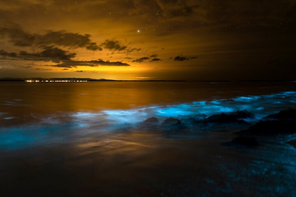 Magical Bioluminescent Night Dive