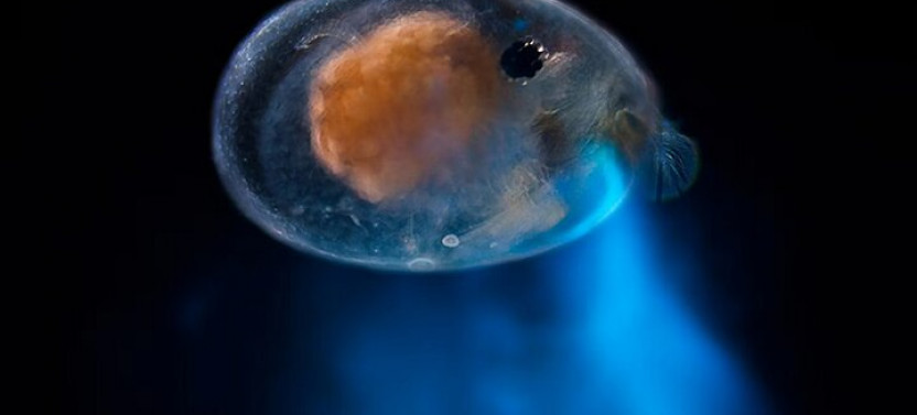 Bioluminescent And Fluorescent Night Snorkeling