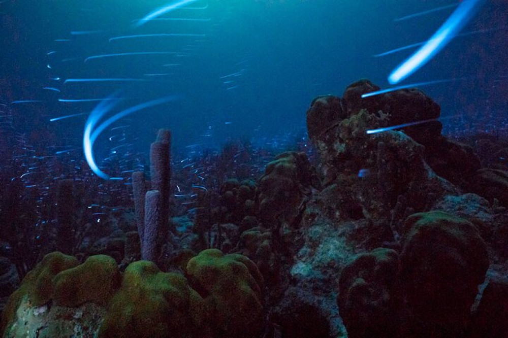 Amazing Bonaire