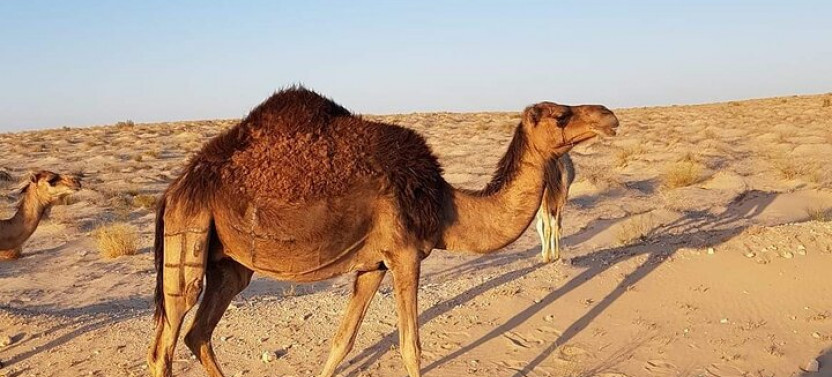 Tunisia in Full 6 Day Private Tour