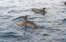 Azores Boat Adventures7