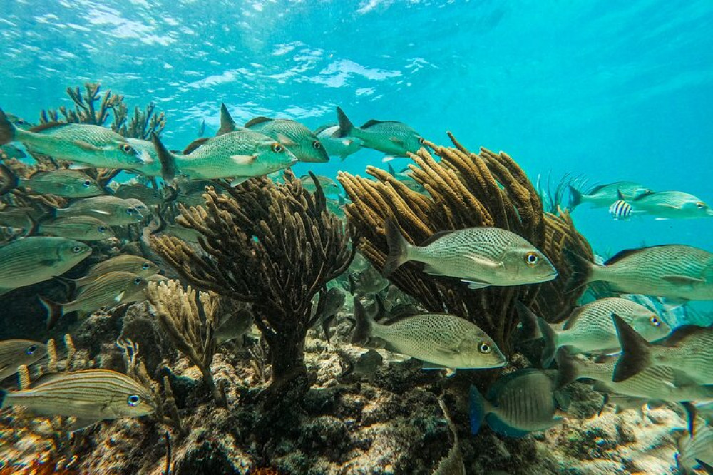 Sian Ka’an Private Oasis: A 3-Hour Secret Lagoon Odyssey