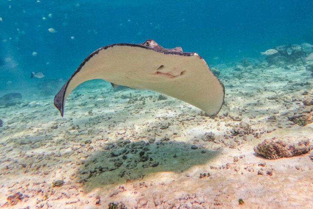 Tulum Snorkel Services