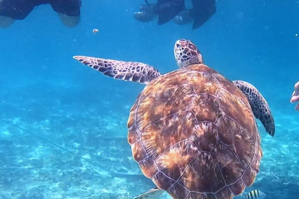 2-Hour Snorkeling in Two Spots of Tulum's Reef