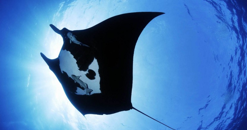 Manta Night Snorkel