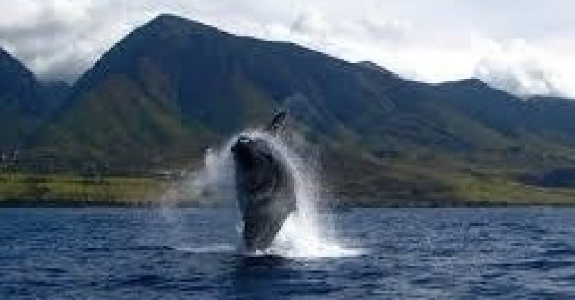 Ocean Eco Whale Watch Tours