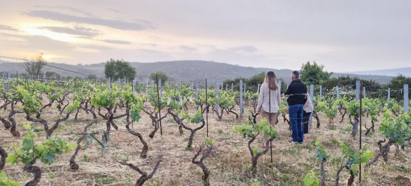 Cooking Class on Hvar Island: A Farm-to-Table Experience