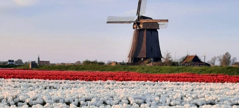 Private Off-the-Beaten-Path Tulip fields and Windmill Tour