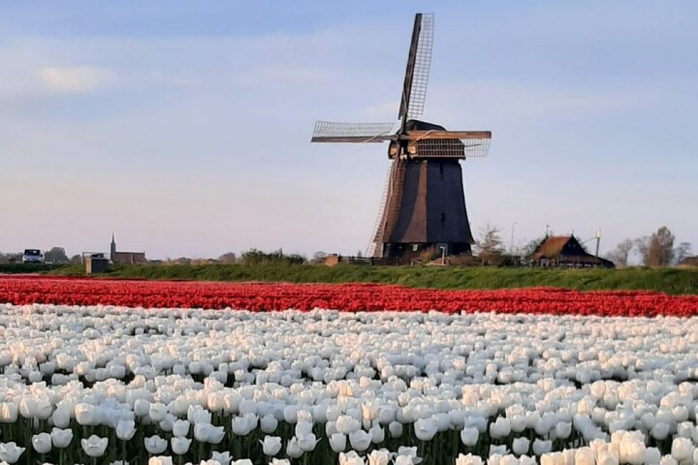 Private Guided Tulip Field and Windmill tour