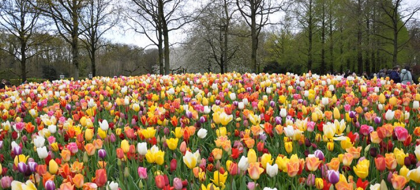 Private Off-the-Beaten-Path Tulip fields and Windmill Tour