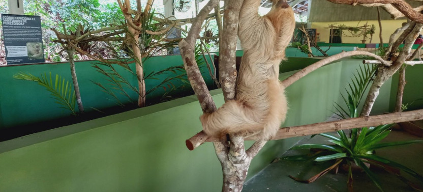 Half Day Adventure to Gamboa Sloth Sanctuary and Monkey Island Wildlife Sig