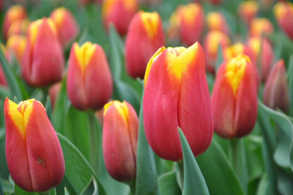 Tulip Fields and Windmill Tour from Amsterdam