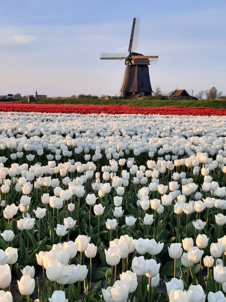 Explore Tulip Fields, Windmills and Cheese Farm from Amsterdam