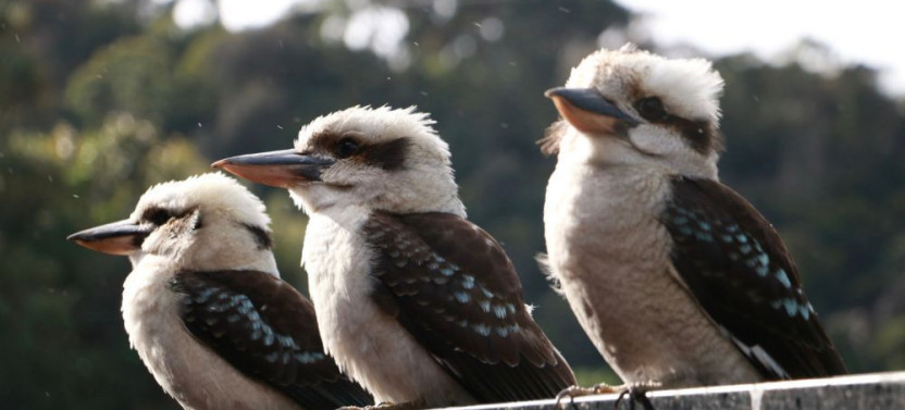 Grampians National Park Day Tour