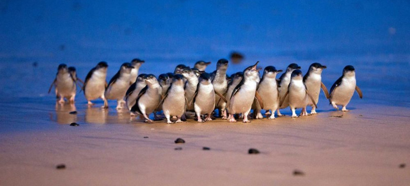 Phillip Island Penguin Parade Tour
