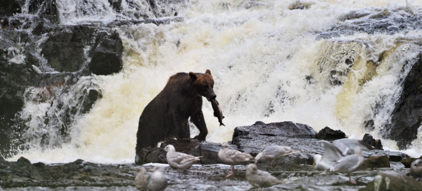 Waterfall Creek Peak Season Brown Bear Viewing