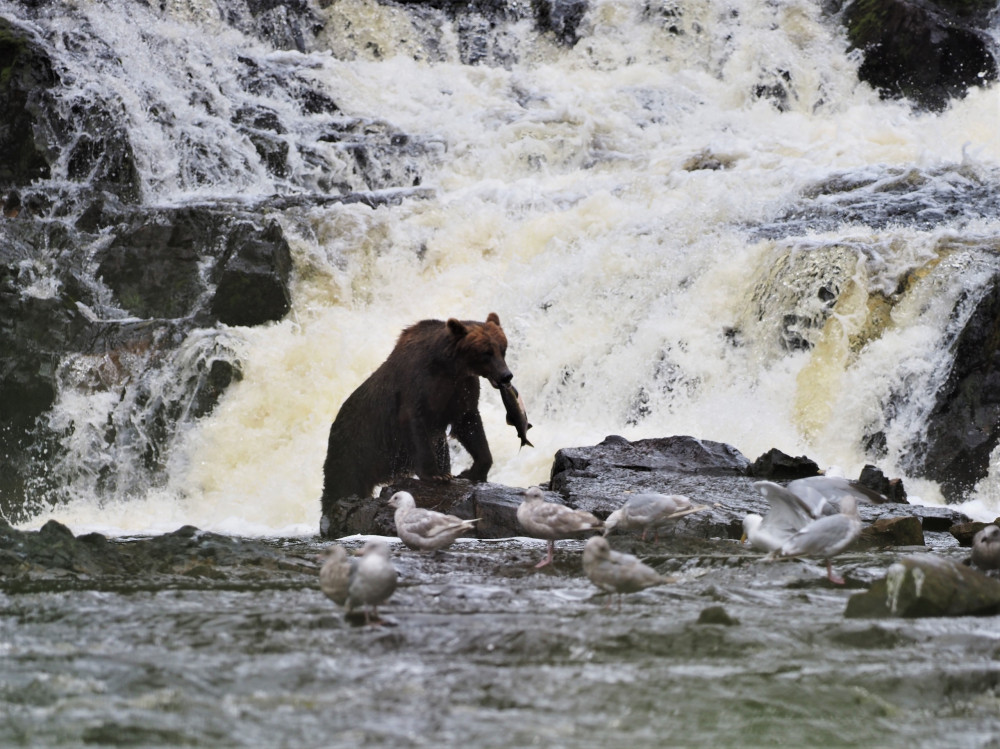 Waterfall Creek Peak Season Brown Bear Viewing