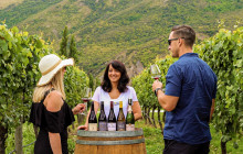 Appellation Wine Tours1