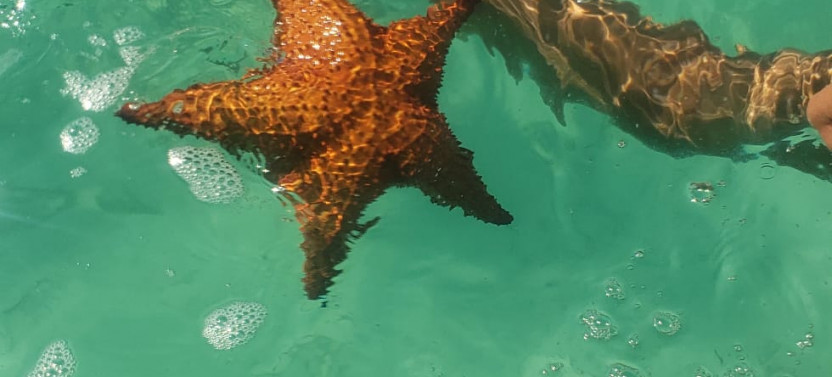 Private Saona Island Full Day Tour