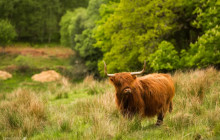 Highland Experience3