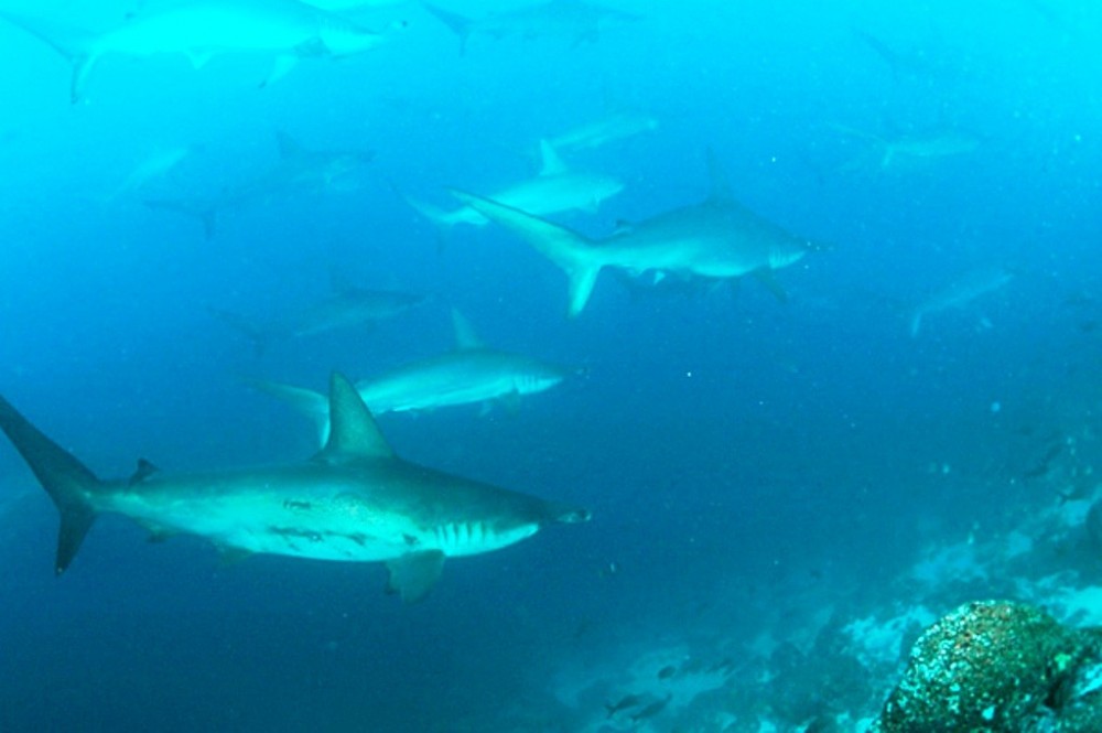 Galapagos Islands