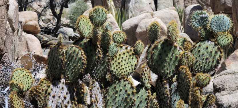 Joshua Tree's Hidden Valley Self-Guided Walking Audio Tour