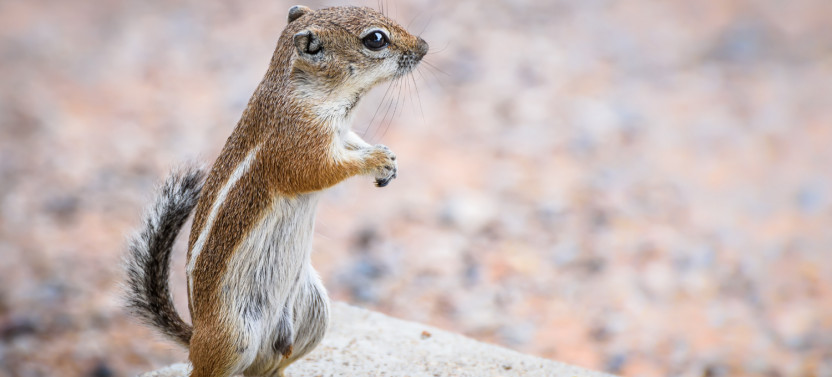 Joshua Tree's Hidden Valley Self-Guided Walking Audio Tour