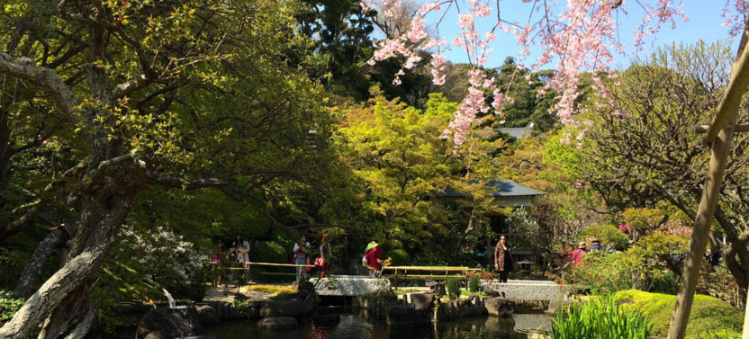 Expert-led Half-day Kamakura Tour