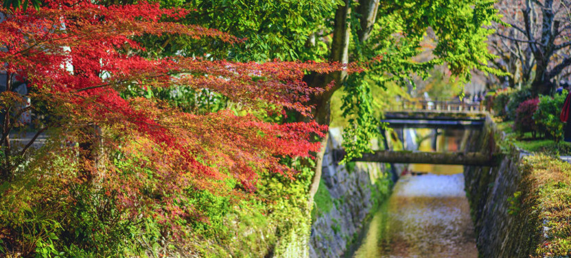 Expert-led Philosopher's Path Tour: Nature And Buddhism In Kyoto