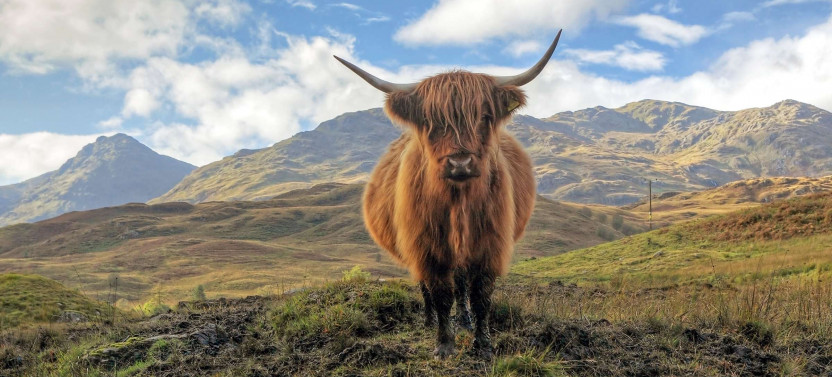 Expert-led Scottish Highlands Day Trip From Edinburgh