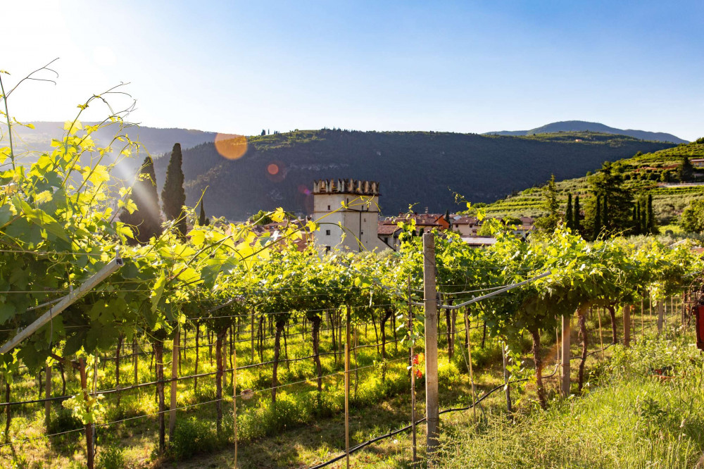 Expert-led Full-day Tuscany Day Trip From Siena With Wine Tasting