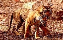 8D/7N Private Cultural Golden Triangle with Bengal Tiger