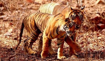 A picture of 8D/7N Private Cultural Golden Triangle with Bengal Tiger