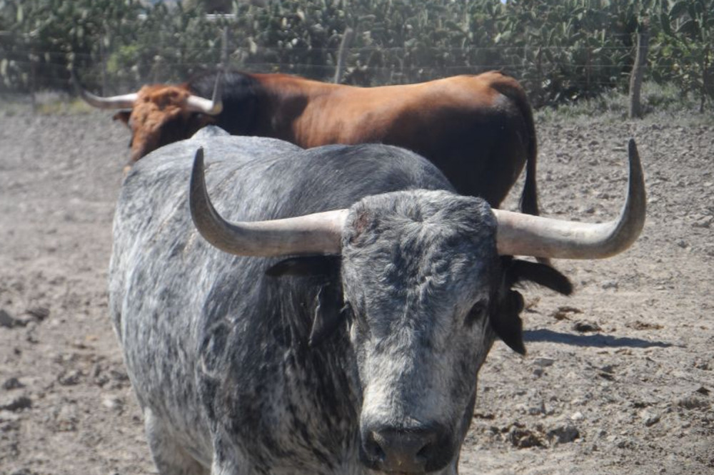 Visit to a Brave Bull Ranch in Madrid