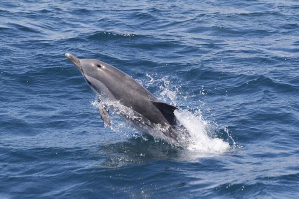 Gibraltar Dolphin Watching Tour from Seville