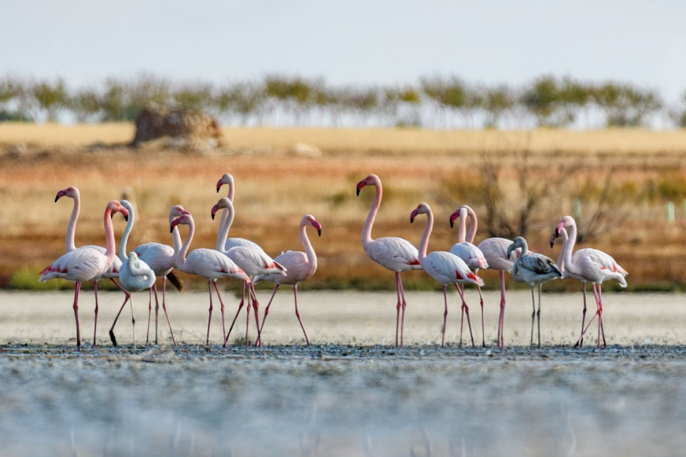 4×4 Route through the North of Doñana from El Rocio