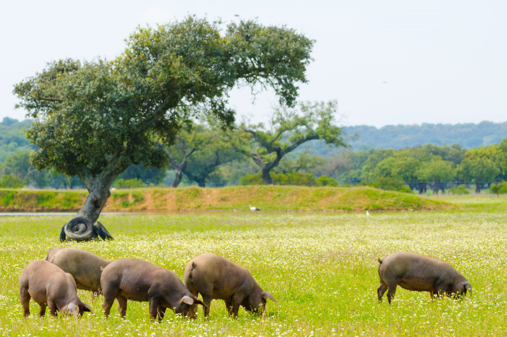 Iberian Pig Tour in the Sierra de Huelva