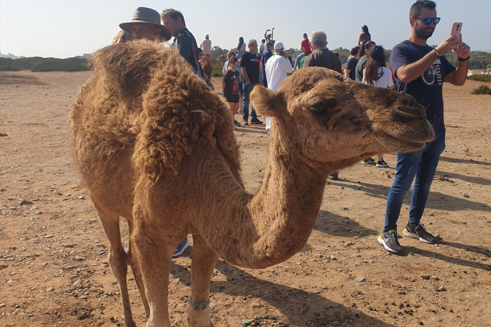 Tangier Day Trip from Tarifa