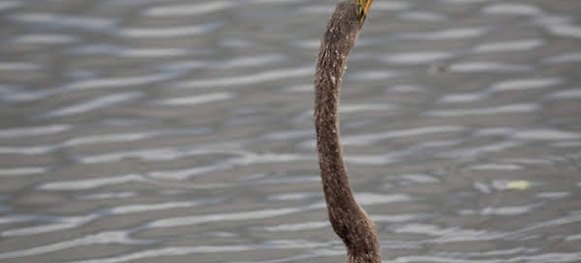 Half Day: 1 hour Air Boat Ride & Nature Walk in Everglades National Park
