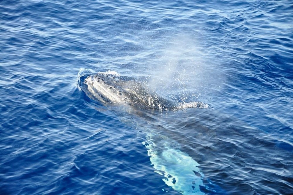 Whale Watching from Lahaina Harbor - Lahaina | Project Expedition