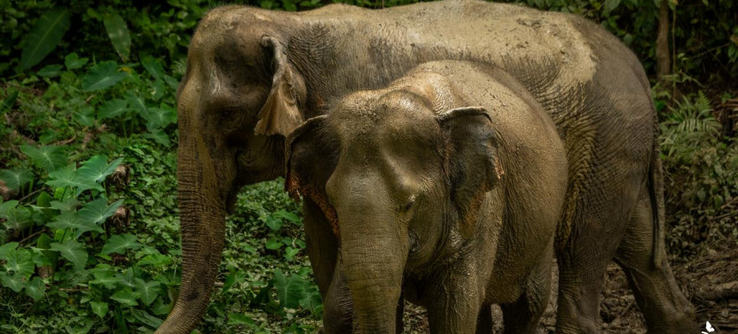 Phuket Hidden Forest Elephant Reserve With Lunch & Transfer Morning Tour