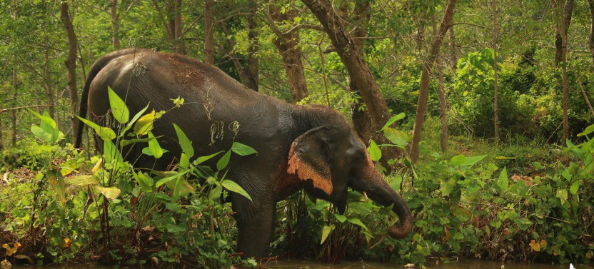 Phuket Hidden Forest Elephant Reserve With Lunch & Transfer Morning Tour