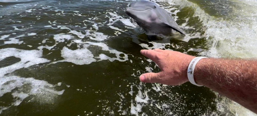 From Naples: 10,000 Islands Boat Trip & Everglades Walk with a Naturalist