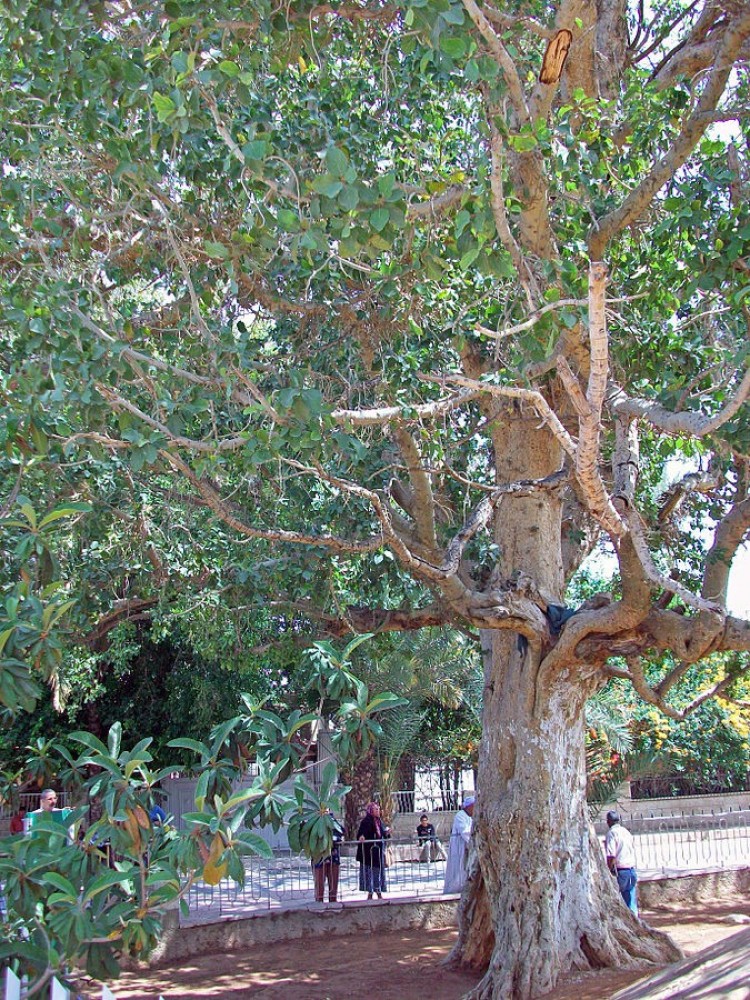 zacchaeus template sycamore tree