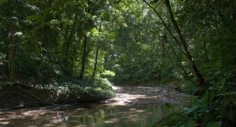 Rainforest Tour in Tobago