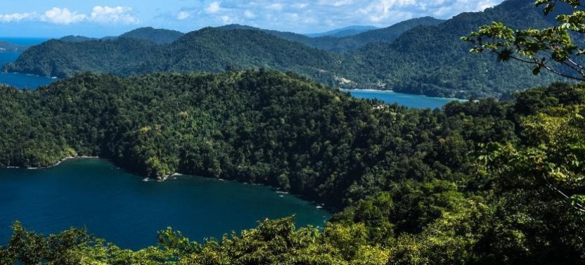 Rainforest Tour in Tobago