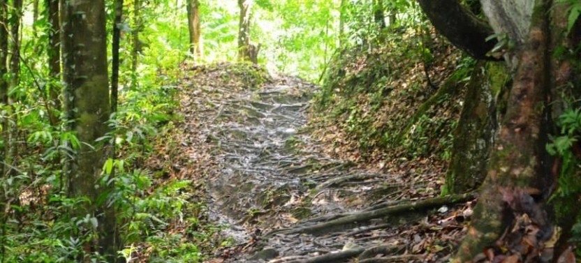 Rainforest Tour in Tobago