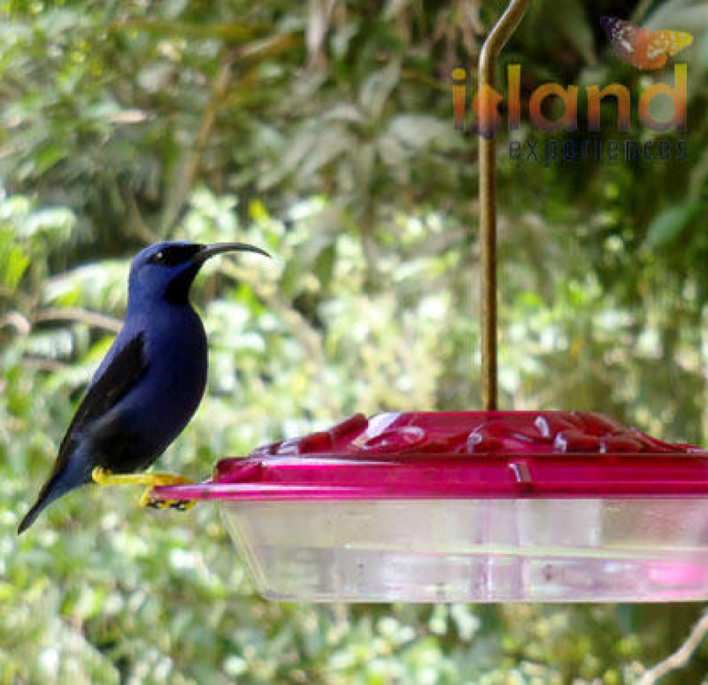 Tobago Highlights and Tropical Garden with Hummingbird