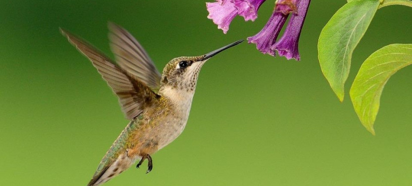 Hummingbird Experience