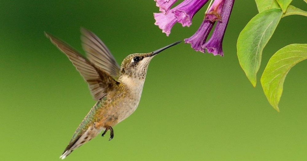 Hummingbird Experience